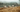 Four sheep in a high country field